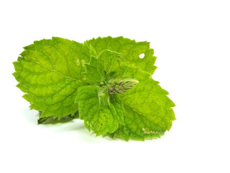Fresh green mint on a white background
    の写真素材