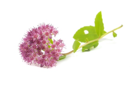 Hylotelephium spectabile (Sedum spectabile) flower on a white backgroundの写真素材