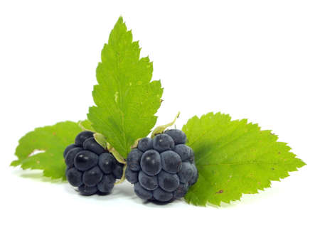 Blackberry with green leaf on a white background 
の写真素材