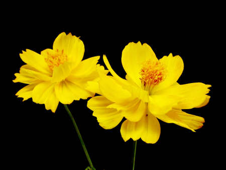 yellow cosmos flower on a black background
       の写真素材