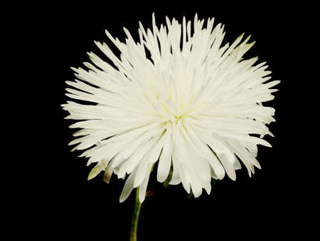 white aster on a black background の写真素材