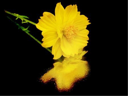 yellow cosmos flower on a black background with water drops

       の写真素材