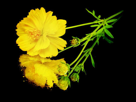 yellow cosmos flower on a black background with water drops

       の写真素材