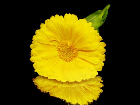 calendula flower on a the black background with water drops

の写真素材