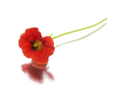 Indian cress on a white background 
  の写真素材