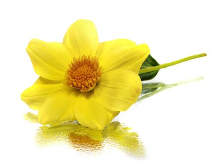 dahlia flower on a white background 
    の写真素材