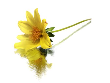 dahlia flower on a white background 
    の写真素材
