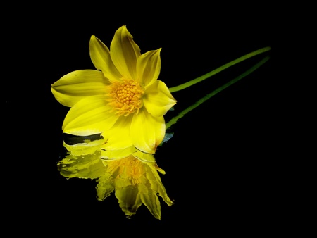 dahlia flower on a black background with water drops
の写真素材