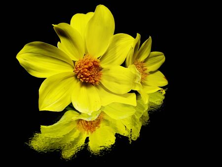dahlia flower on a black background with water drops
の写真素材