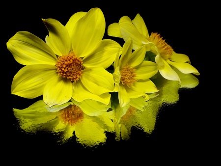 dahlia flower on a black background with water drops
の写真素材