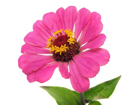 Zinnia flower on a white background 
         の写真素材
