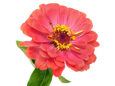 Zinnia flower on a white background 
         の写真素材