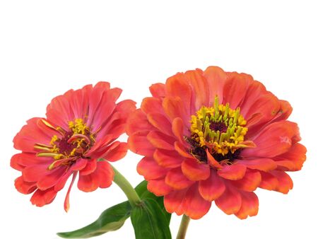 Zinnia flower on a white background 
         の写真素材