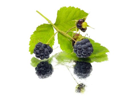 Blackberry with green leaf on a white background with water drops      の写真素材