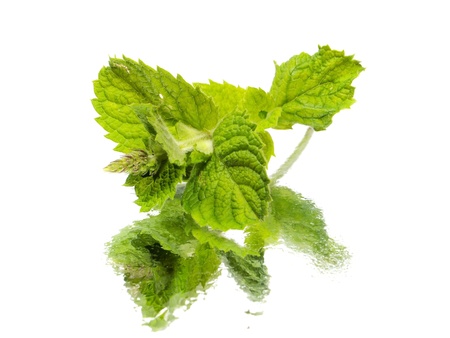 Fresh green mint on a white background with water drop 
      の写真素材