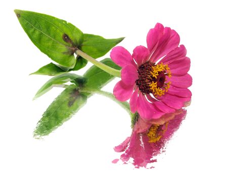 Zinnia flower on a white background with water drops
         の写真素材