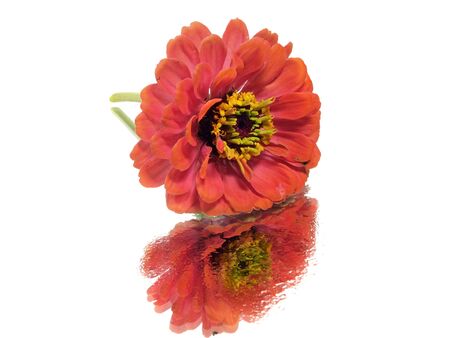 Zinnia flower on a white background with water drops
         の写真素材