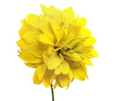 dahlia flower on a white background 
  の写真素材