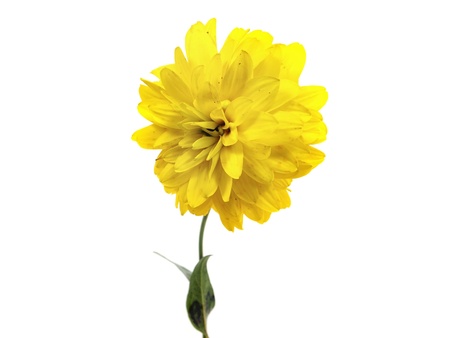 dahlia flower on a white background 
  の写真素材