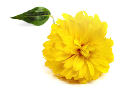 dahlia flower on a white background 
  の写真素材