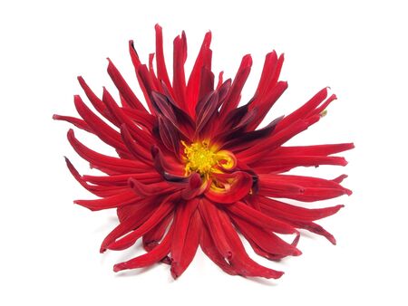 dark red dahlia flower on a white background 
  の写真素材