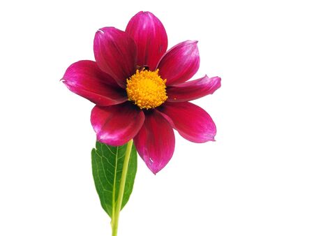dahlia flower on a white background 
  の写真素材