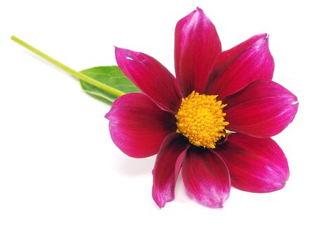 dahlia flower on a white background 
  の写真素材