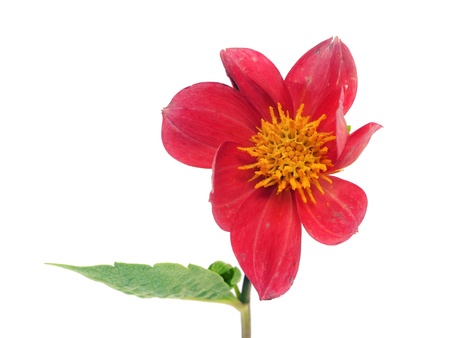 dahlia flower on a white background 
  の写真素材