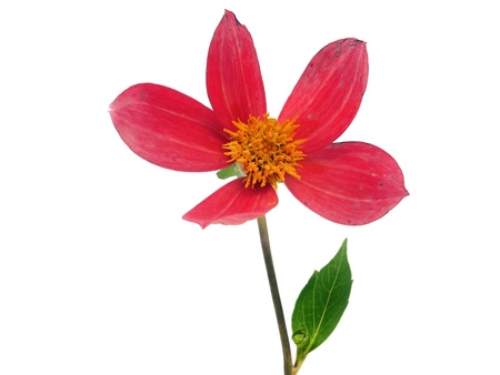 dahlia flower on a white background 
  の写真素材