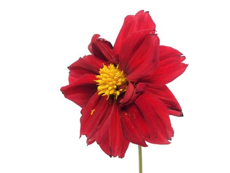 dahlia flower on a white background 
  の写真素材