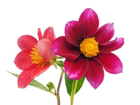 dahlia flower on a white background 
  の写真素材