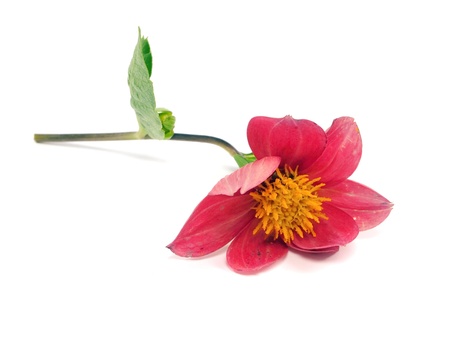 dahlia flower on a white background 
  の写真素材