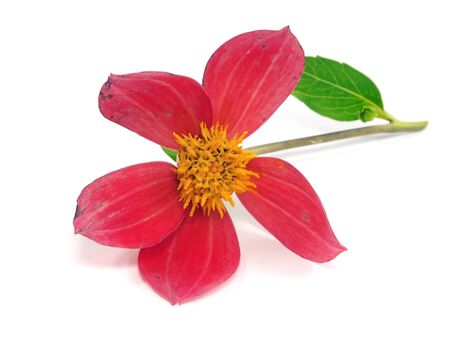 dahlia flower on a white background 
  の写真素材