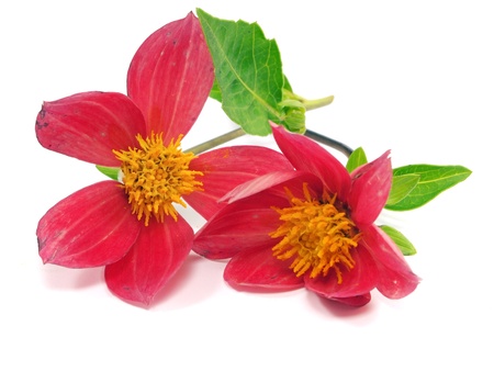 dahlia flower on a white background 
  の写真素材