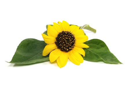beautiful sunflower on a white background 
 の写真素材