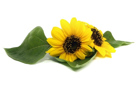 beautiful sunflower on a white background 
 の写真素材