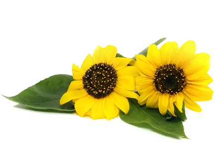 beautiful sunflower on a white background 
 の写真素材