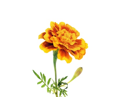franch marigold flower on a white background 
  の写真素材