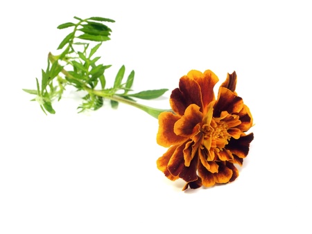 franch marigold flower on a white background 
  の写真素材