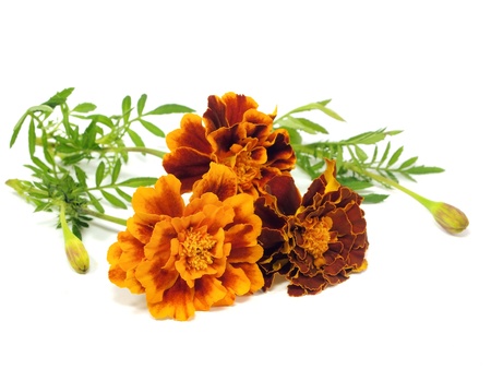 franch marigold flower on a white background 
  の写真素材