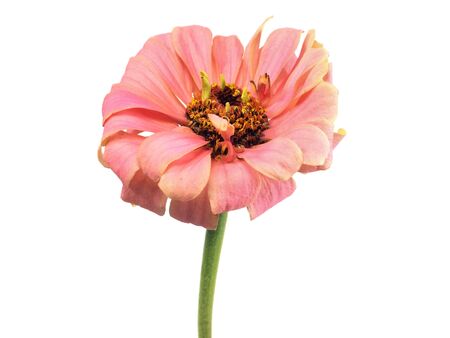 Zinnia flower on a white background 
の写真素材