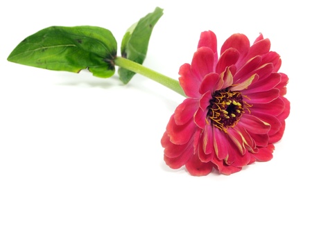 Zinnia flower on a white background 
の写真素材