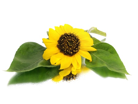 beautiful sunflower on a white background with water drops
      の写真素材