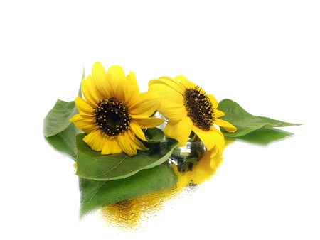 beautiful sunflower on a white background with water drops
      の写真素材