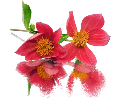 dahlia flower on a white background with water drops 
   の写真素材