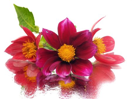 dahlia flower on a white background with water drops 
   の写真素材