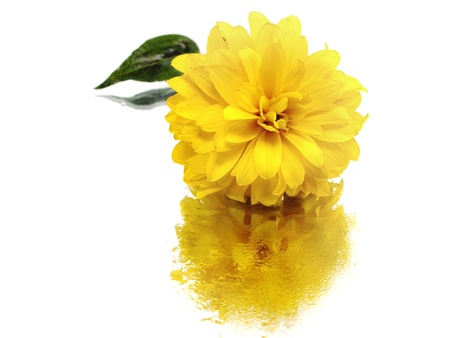 dahlia flower on a white background with water drops 
   の写真素材