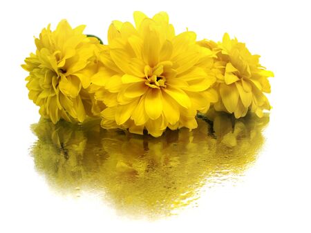 dahlia flower on a white background with water drops 
   の写真素材