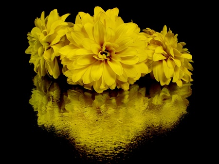 dahlia flower on a black background with water drops 
       の写真素材