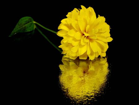 dahlia flower on a black background with water drops 
       の写真素材